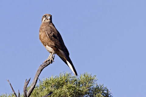 Brown Falcon (Falco berigora)